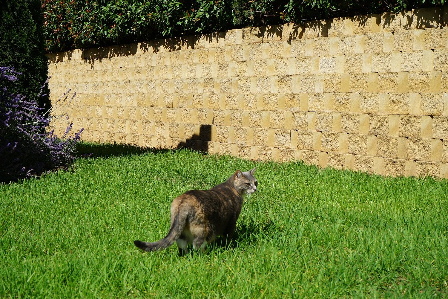 Cat pic