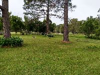 Kangaroos out front