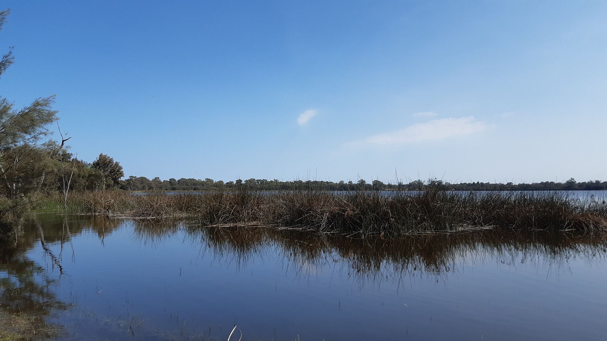 Yangebup Lake,_seen_from_the_southern_shore,_October_2020_04
