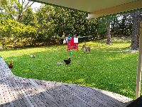 Kangaroos