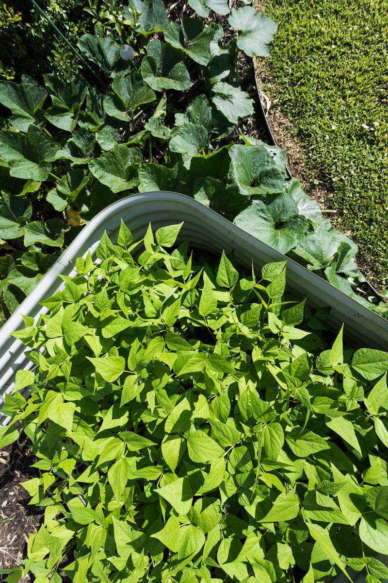 SIL022 LR_Maitland_garden bed 4