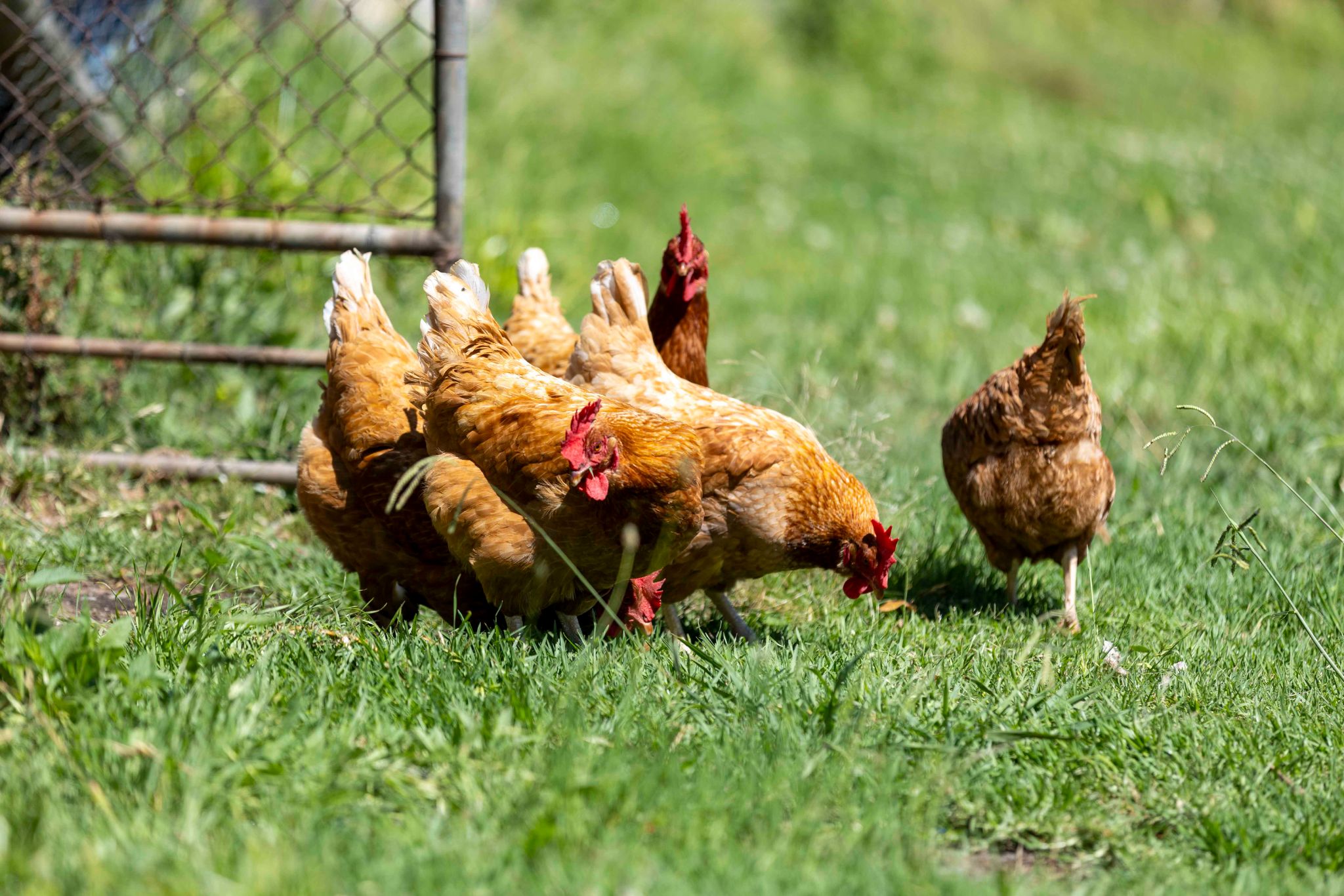 All Disability Services   Chicken Feeding-2