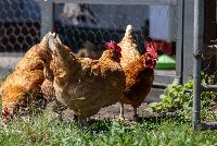 All Disability Services   Chicken Feeding-4