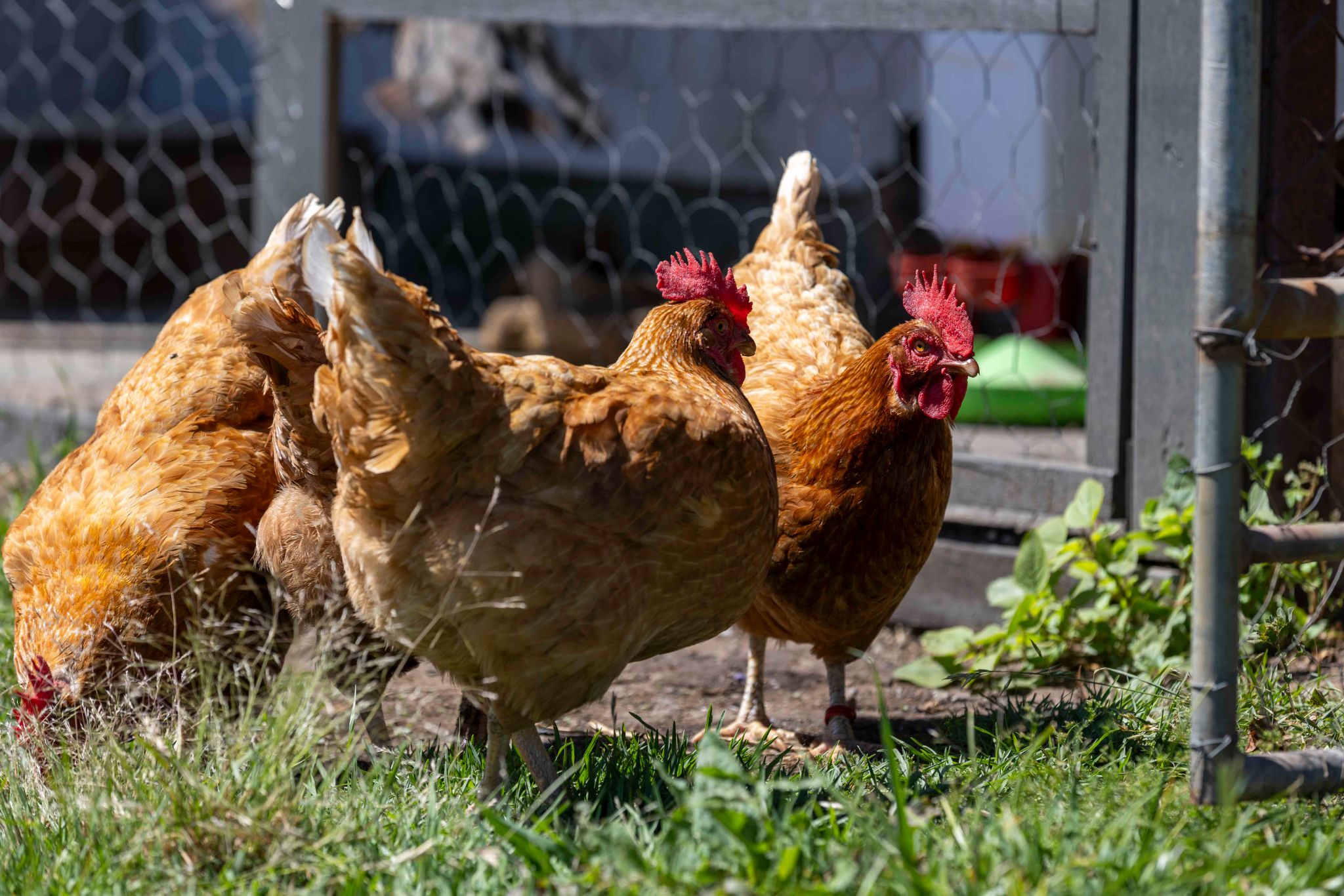 All Disability Services   Chicken Feeding-4