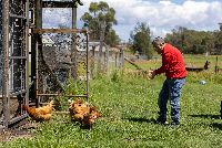 All Disability Services   Chicken Feeding-3