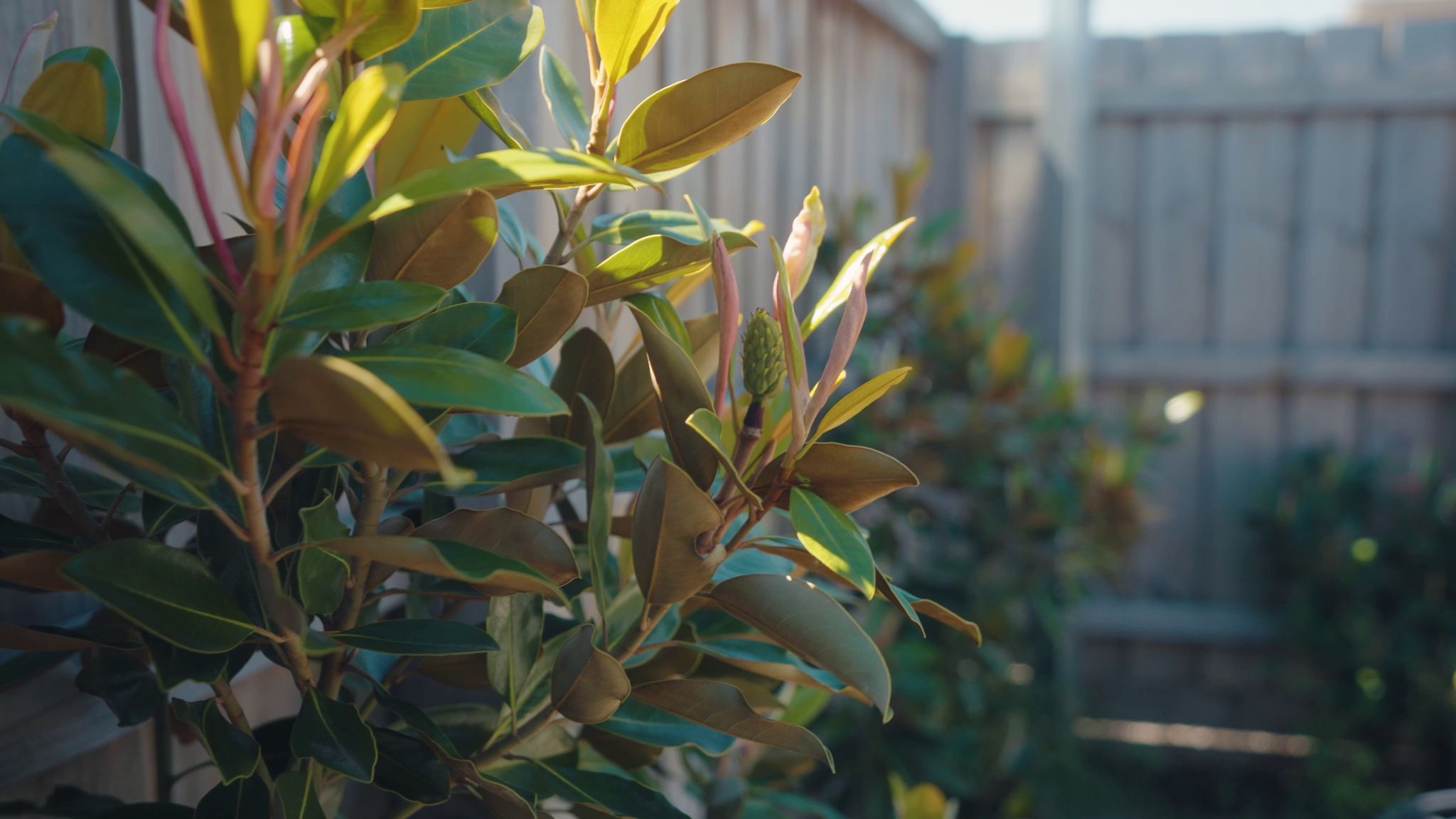 vlcsnap 2026-01-06-10h05m06s680