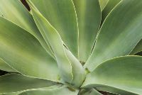 SIL022 LR_Maitland_garden 2