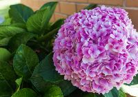 SIL022 LR_Maitland_garden 1