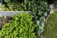 SIL022 LR_Maitland_garden bed 2